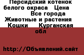 Персидский котенок белого окраса › Цена ­ 35 000 - Все города Животные и растения » Кошки   . Курганская обл.